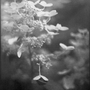 Snail by Joe Carrigan