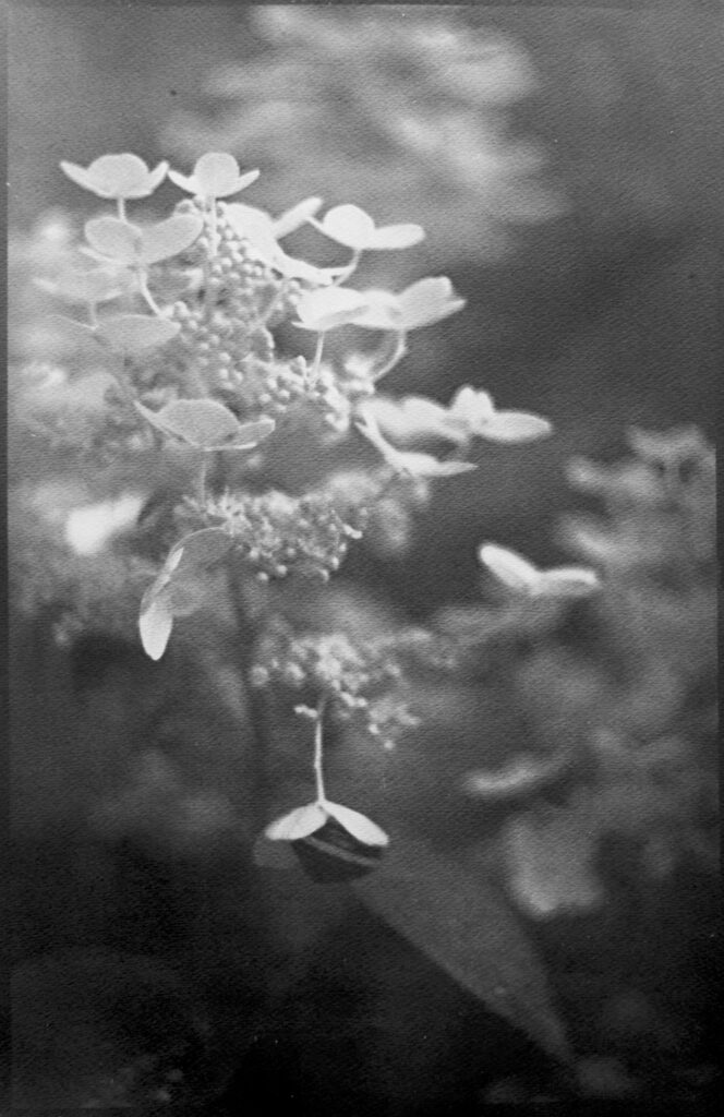 Snail by Joe Carrigan