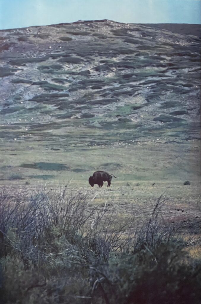 Peter Friedrichsen Prairie Graze