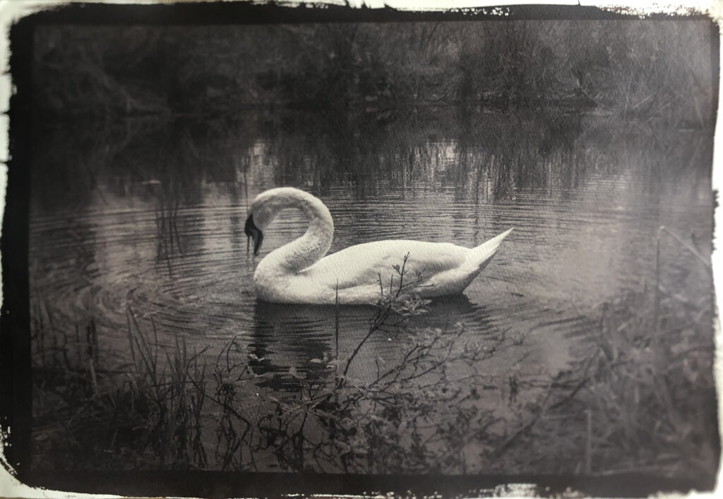 White Swan - Frank Lepre